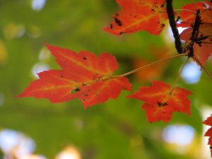 Fall Leaves 1