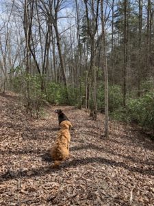 Mountain Park pavilion hike